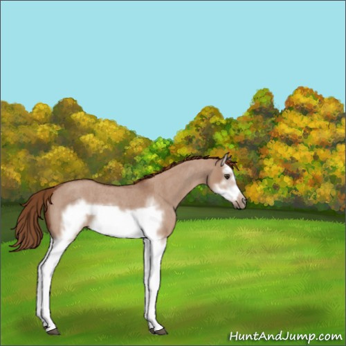 Horse Color:Red Dun Roan Splash Frame Rabicano 