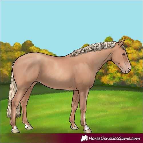 Horse Color:Gold Champagne 