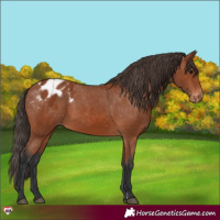 Horse Color:Bay Appaloosa