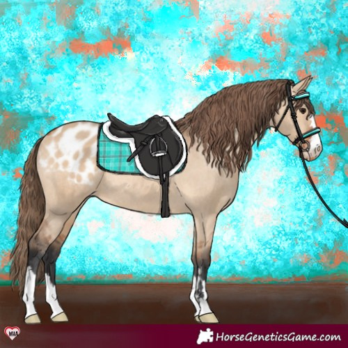 Horse Color:Bay Dun Appaloosa Rabicano 