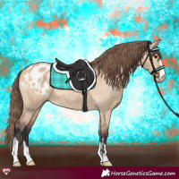 Horse Color:Bay Dun Appaloosa Rabicano 