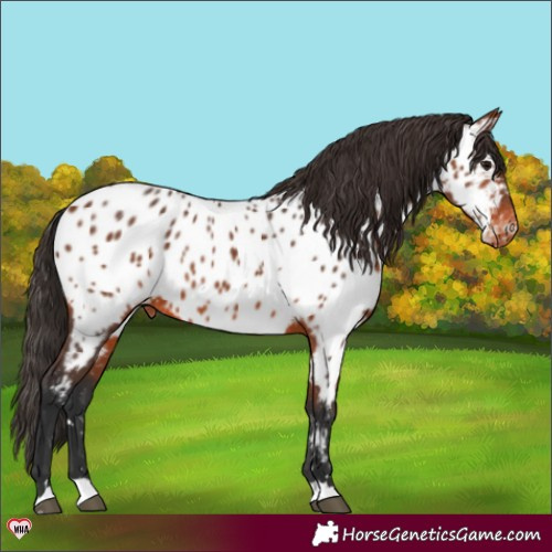 Horse Color:Bay Appaloosa 