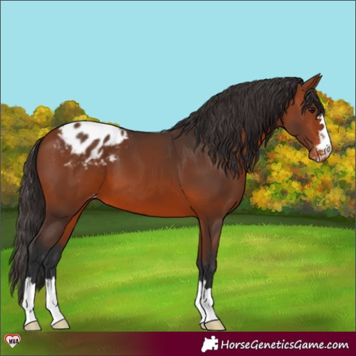 Horse Color:Bay Blanket 