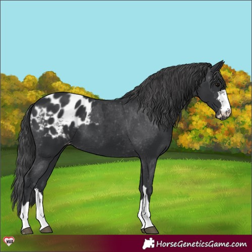 Horse Color:Black Appaloosa 