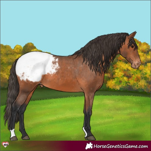 Horse Color:Bay Snowcap 
