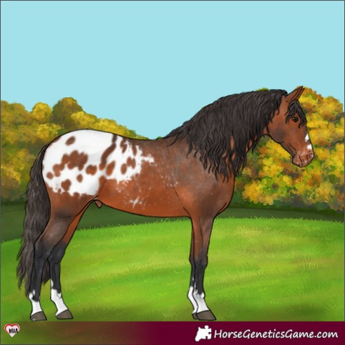 Horse Color:Bay Appaloosa 