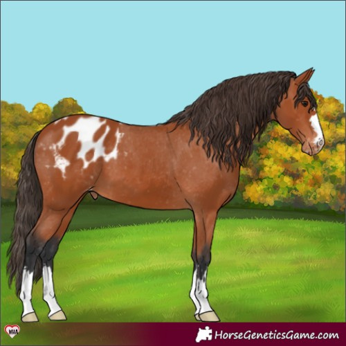 Horse Color:Bay Blanket 