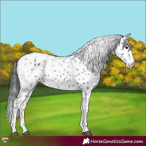 Horse Color:Black Appaloosa 