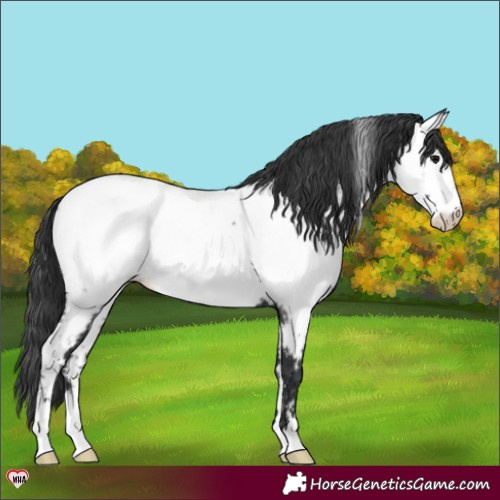 Horse Color:Black Appaloosa 