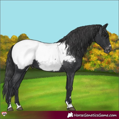 Horse Color:Black Snowcap 