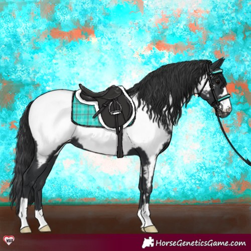 Horse Color:Black Appaloosa 