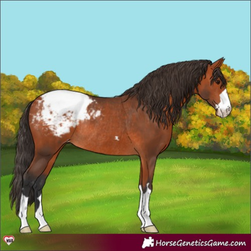 Horse Color:Bay Appaloosa Rabicano 