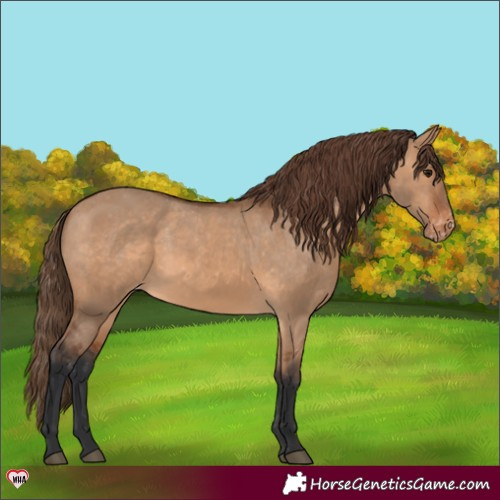 Horse Color:Bay Dun Appaloosa 