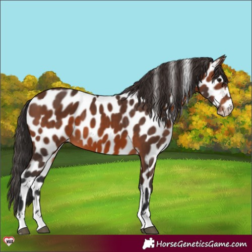 Horse Color:Brown Appaloosa 