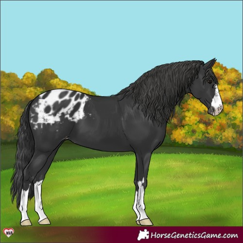 Horse Color:Black Appaloosa 