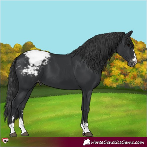 Horse Color:Black Appaloosa 