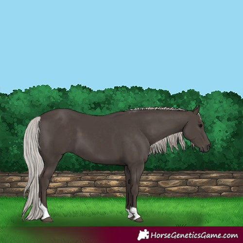 Horse Color:Silver Black Tobiano