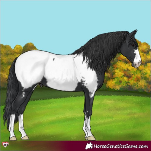 Horse Color:Black Appaloosa 