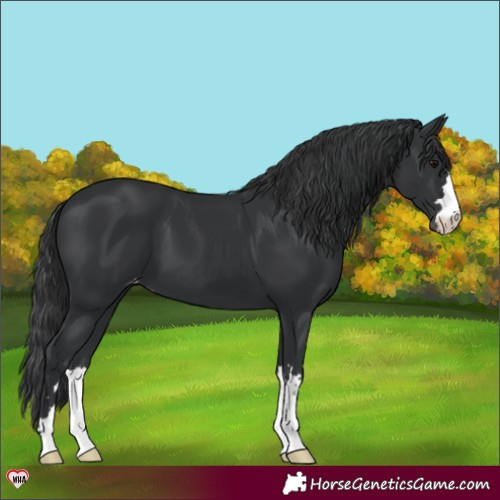 Horse Color:Black Appaloosa 