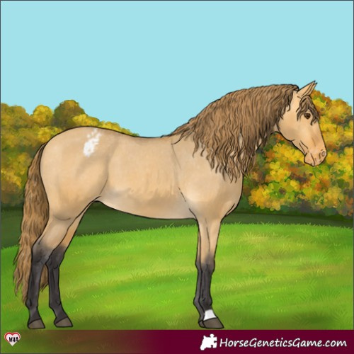 Horse Color:Buckskin Dun Appaloosa 