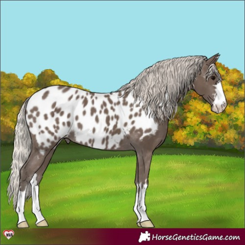 Horse Color:Silver Black Appaloosa 