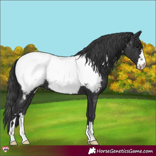 Horse Color:Black Appaloosa 