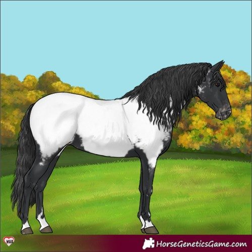 Horse Color:Black Appaloosa 