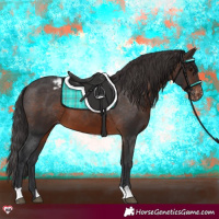 Horse Color:Brown Appaloosa 