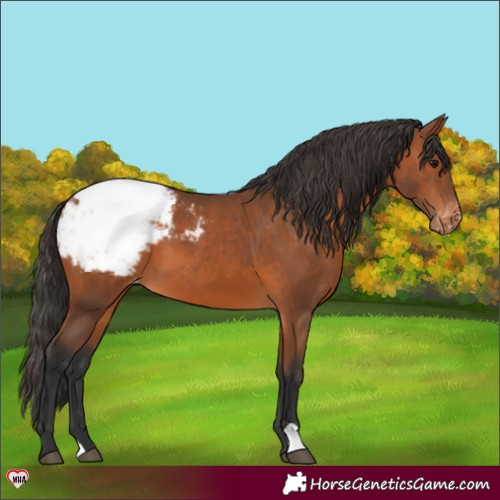 Horse Color:Bay Appaloosa 