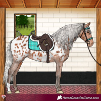 Horse Color:Silver Bay Near Leopard 