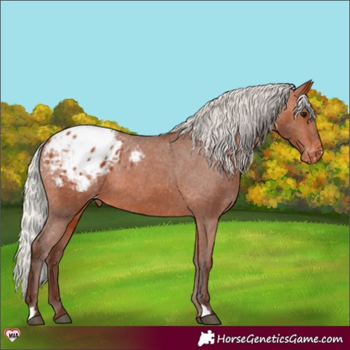 Horse Color:Silver Bay Appaloosa 