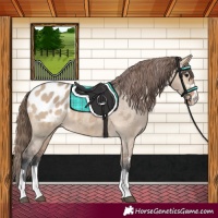 Horse Color:Bay Dun Appaloosa 