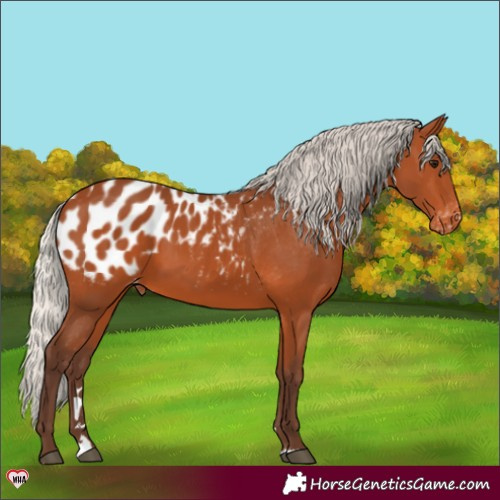 Horse Color:Silver Bay Appaloosa 
