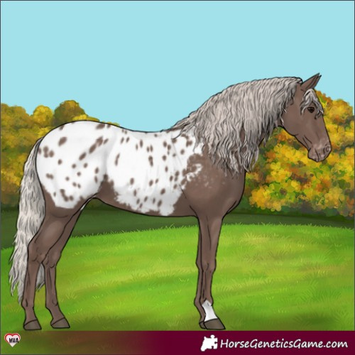 Horse Color:Silver Black Appaloosa 