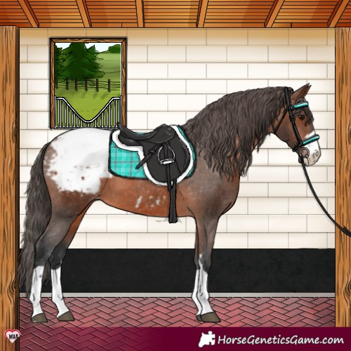 Horse Color:Brown Appaloosa 