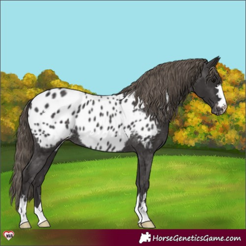 Horse Color:Smoky Black Appaloosa Rabicano 