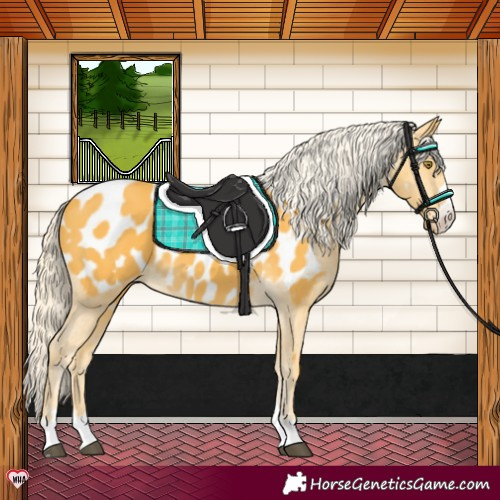 Horse Color:Palomino Appaloosa