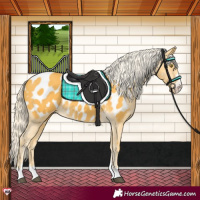 Horse Color:Palomino Near Leopard 