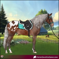Horse Color:Silver Brown Blanket 