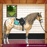 Horse Color:Buckskin Blanket 