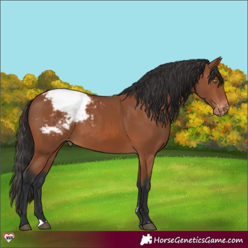 Horse Color:Bay Appaloosa 