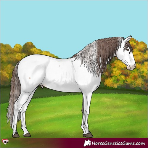 Horse Color:Brown Dun Near Fewspot Rabicano 