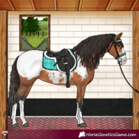 Horse Color:Bay Sabino Splash Snowcap 