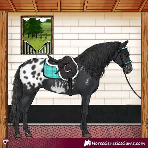 Horse Color:Black Appaloosa