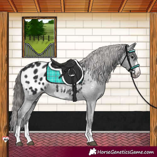 Horse Color:Black Blanket