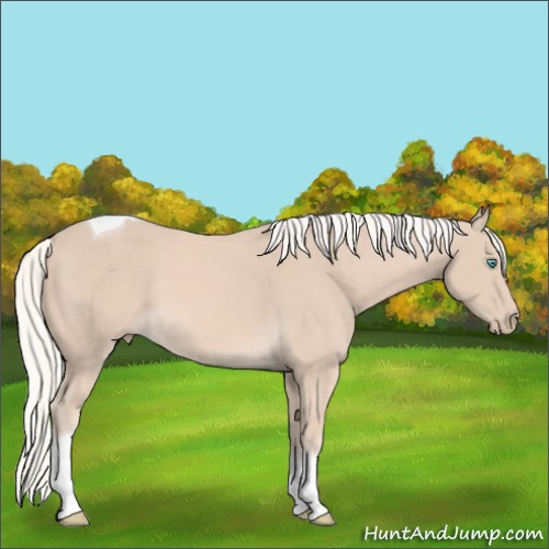 Horse Color:Cremello Tobiano