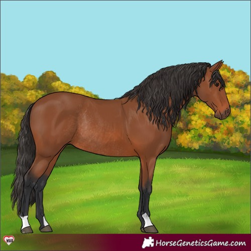 Horse Color:Bay Rabicano 
