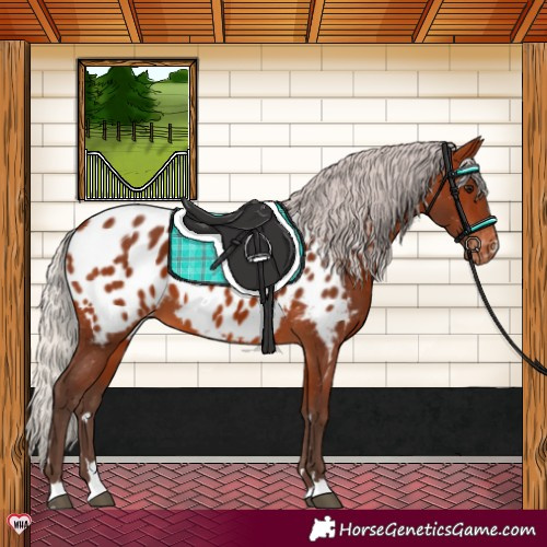 Horse Color:Silver Brown Near Leopard 