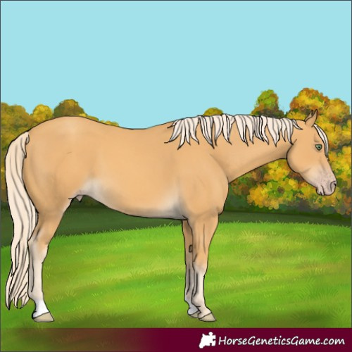 Horse Color:Gold Cream Champagne 