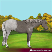 Horse Color:Silver Black Tobiano 